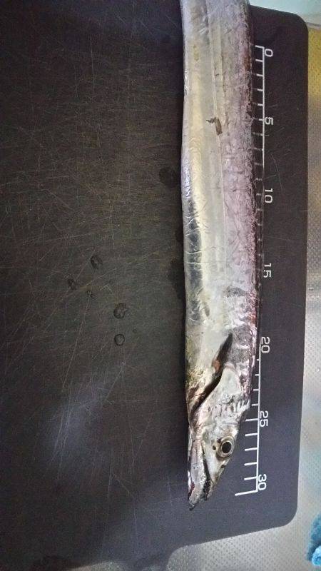 仕事帰りに軽く釣行