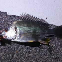 今年初チニング