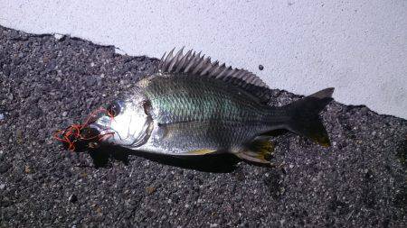 今年初チニング