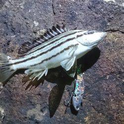 バイブでシマイサキ