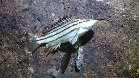 バイブでシマイサキ