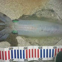 春イカももう終わりかな