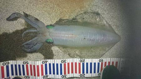 春イカももう終わりかな