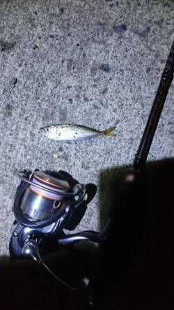 マメマメマメアジング