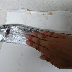 タチウオ、ウキ釣りアタリなし