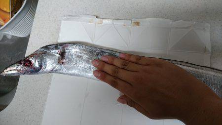 タチウオ、ウキ釣りアタリなし