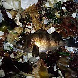 楽しいメバル釣り。