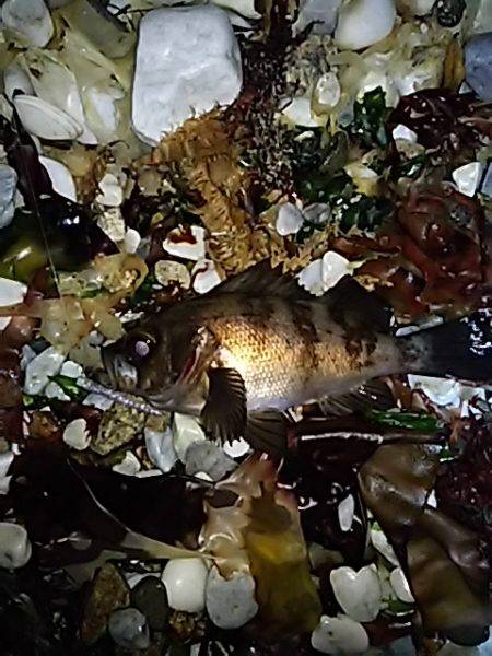 楽しいメバル釣り。