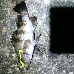 パラワームの勝ち！