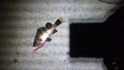 大潮に釣れない。