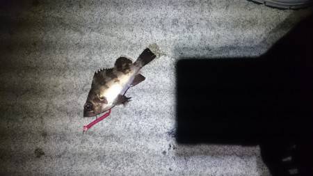 大潮に釣れない。