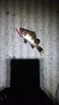 大潮に釣れない。