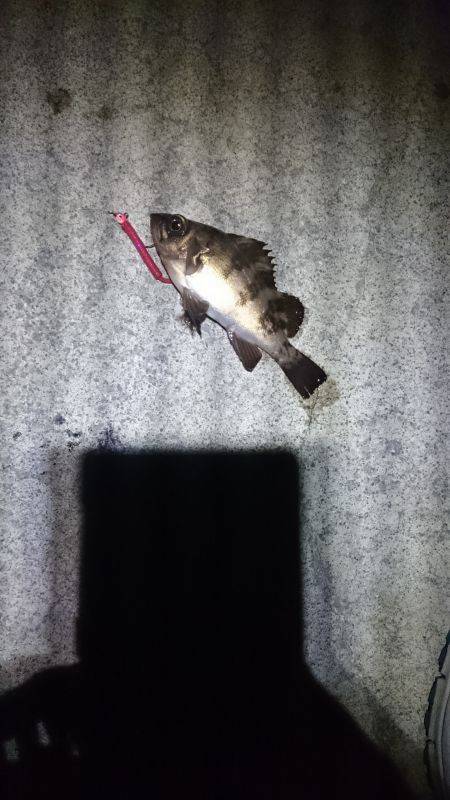 大潮に釣れない。