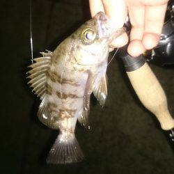 アジング釣行記