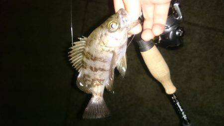 アジング釣行記