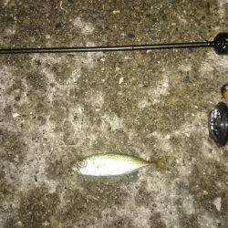 アジング釣行記