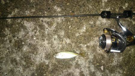 アジング釣行記