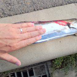 サーべリング調査