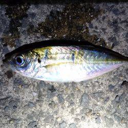 まだいるかなアジ