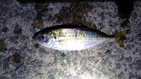 まだいるかなアジ