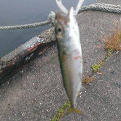 22センチのサバは良い引きでした。