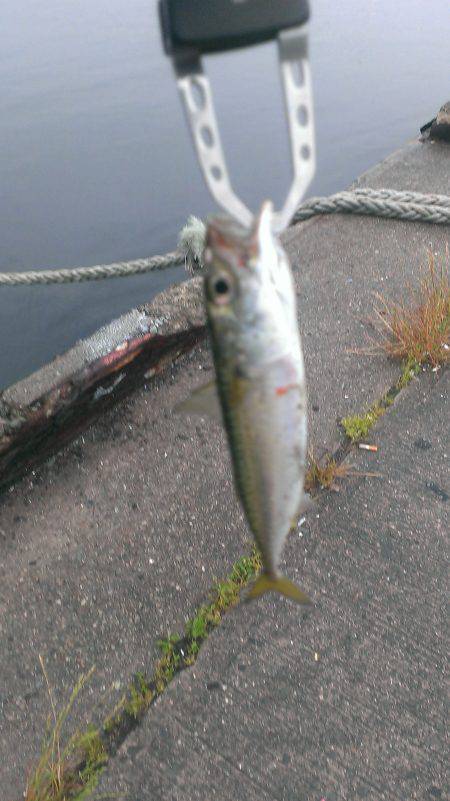 22センチのサバは良い引きでした。