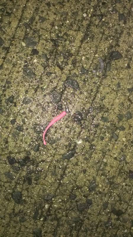 夜光虫だらけでした。