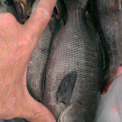 夜明けにゴールデンタイム