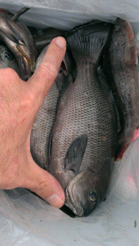 夜明けにゴールデンタイム