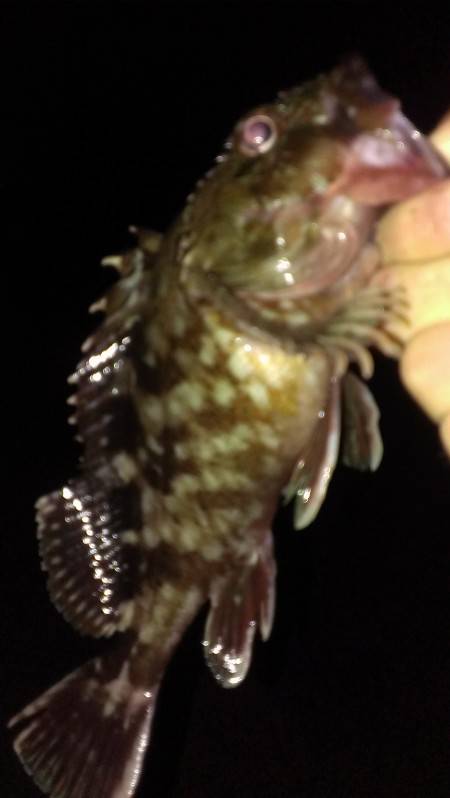 残りもので釣行