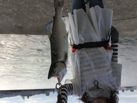 神戸で釣れる魚なの？