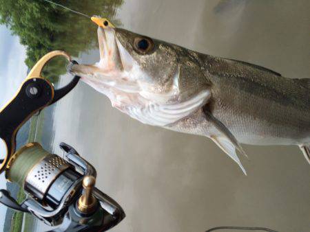 リバーシーバス