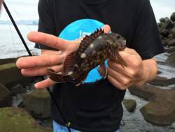 たにもっさん古座大橋の下でガシラを釣る。