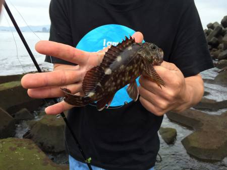 たにもっさん古座大橋の下でガシラを釣る。