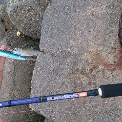 ショアジギでサバが釣れはじめてます！