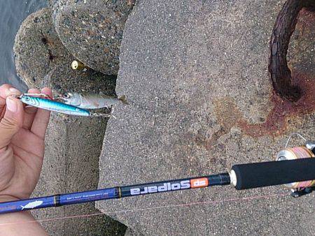 ショアジギでサバが釣れはじめてます！