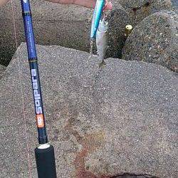 ショアジギでサバが釣れはじめてます！