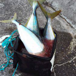 トップに好反応なハマチ達