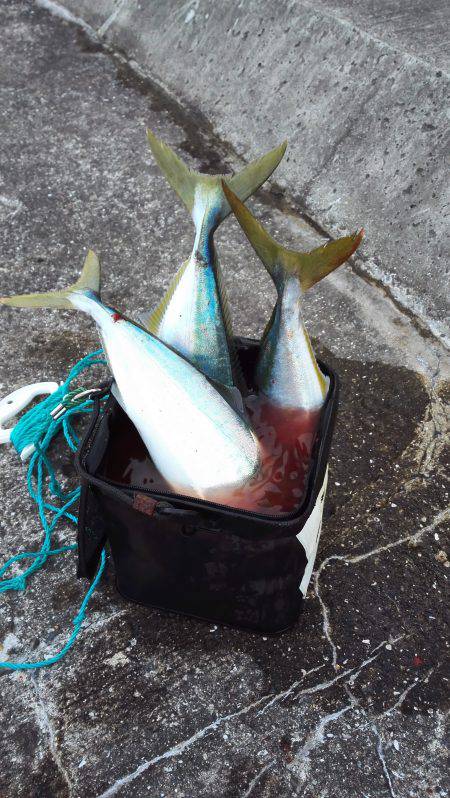 トップに好反応なハマチ達