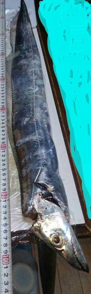 銀箔竜を捕獲せよ