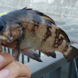 アジュール舞子！