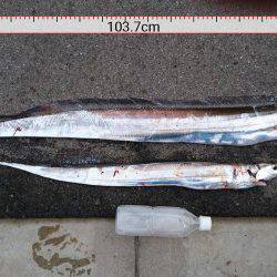 タッチョ自己更新