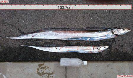 タッチョ自己更新