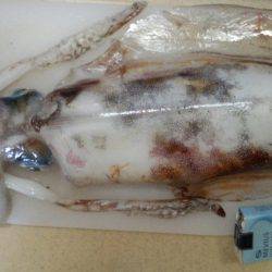 でた！キロアップのアオリイカ