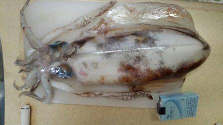 でた！キロアップのアオリイカ