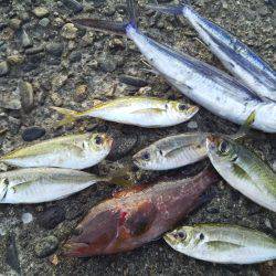 シーバスのはずがアコウ!?