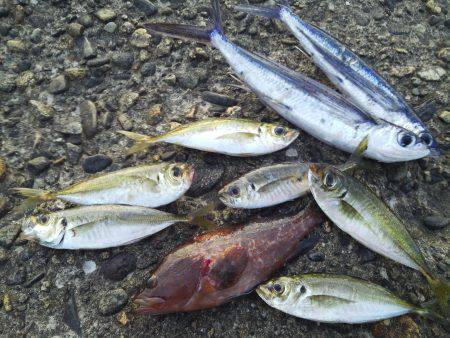 シーバスのはずがアコウ!?