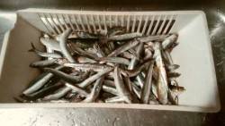 サビキでイワシが入れ食い！