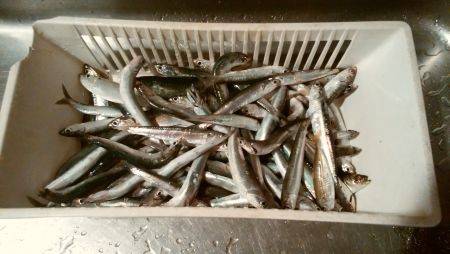 サビキでイワシが入れ食い！