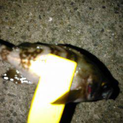 メバリング、タコ、